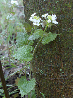 Fiore bianco - Alliaria petiolata